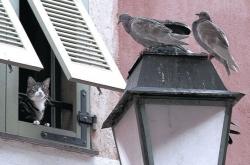 开云体育中国官网-迪巴拉闪耀南美，玻利维亚战术纪律力克塞维利亚式强敌