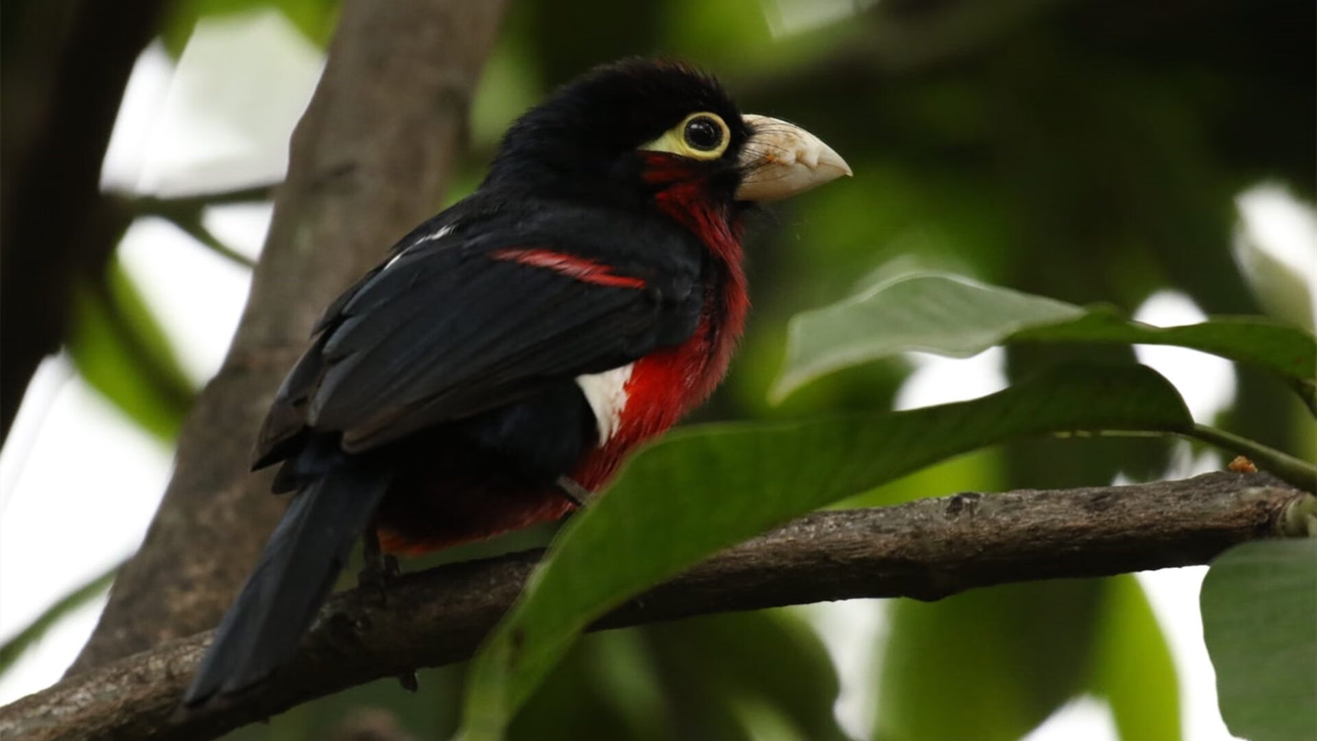 魔术对阵爵士,杰伦·格林,那道无解的篮球谜题